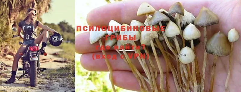 Псилоцибиновые грибы Psilocybine cubensis  наркота  Лесозаводск 